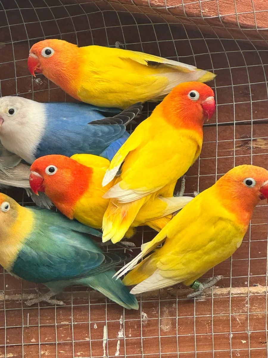 Lovebirds - Image 1