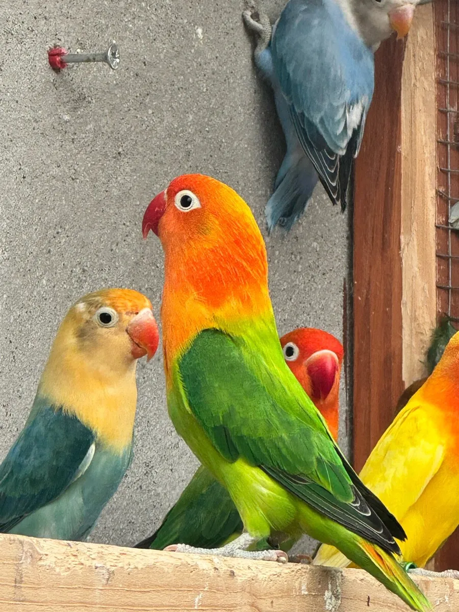 Lovebirds - Image 2