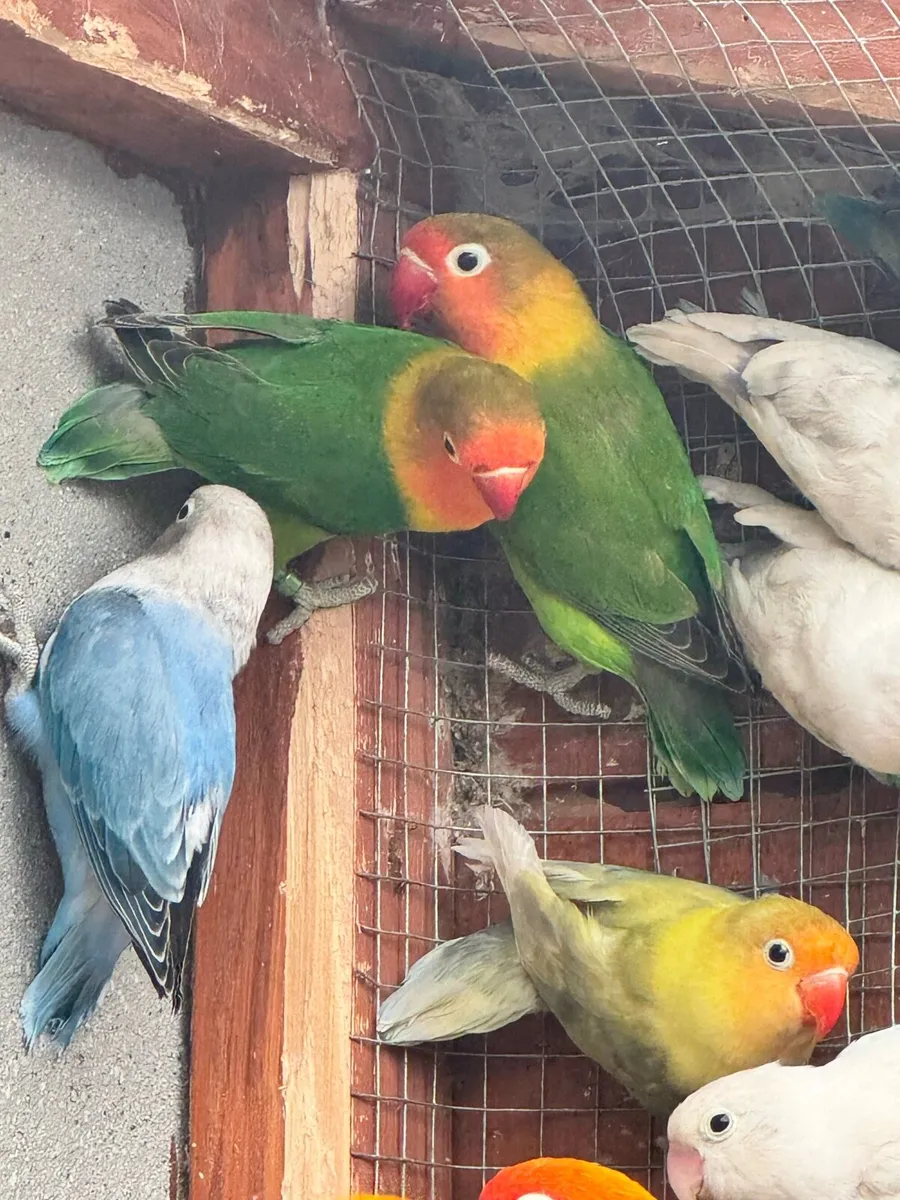 Lovebirds - Image 3