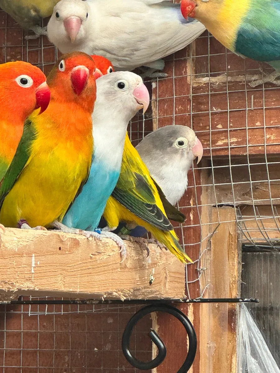 Lovebirds - Image 4