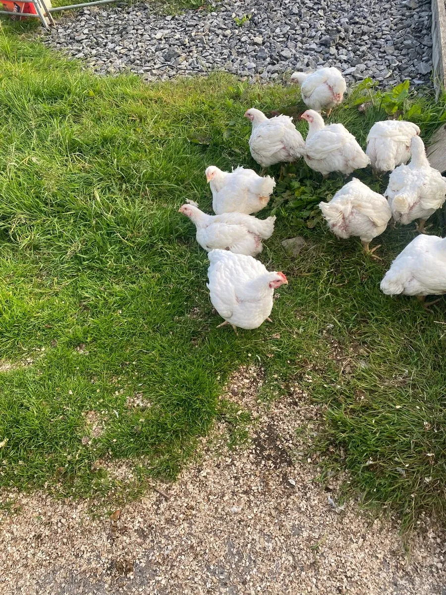 Broilers - Image 2