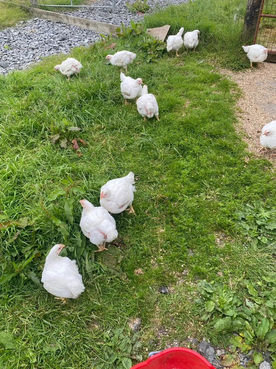 Broilers - Image 3