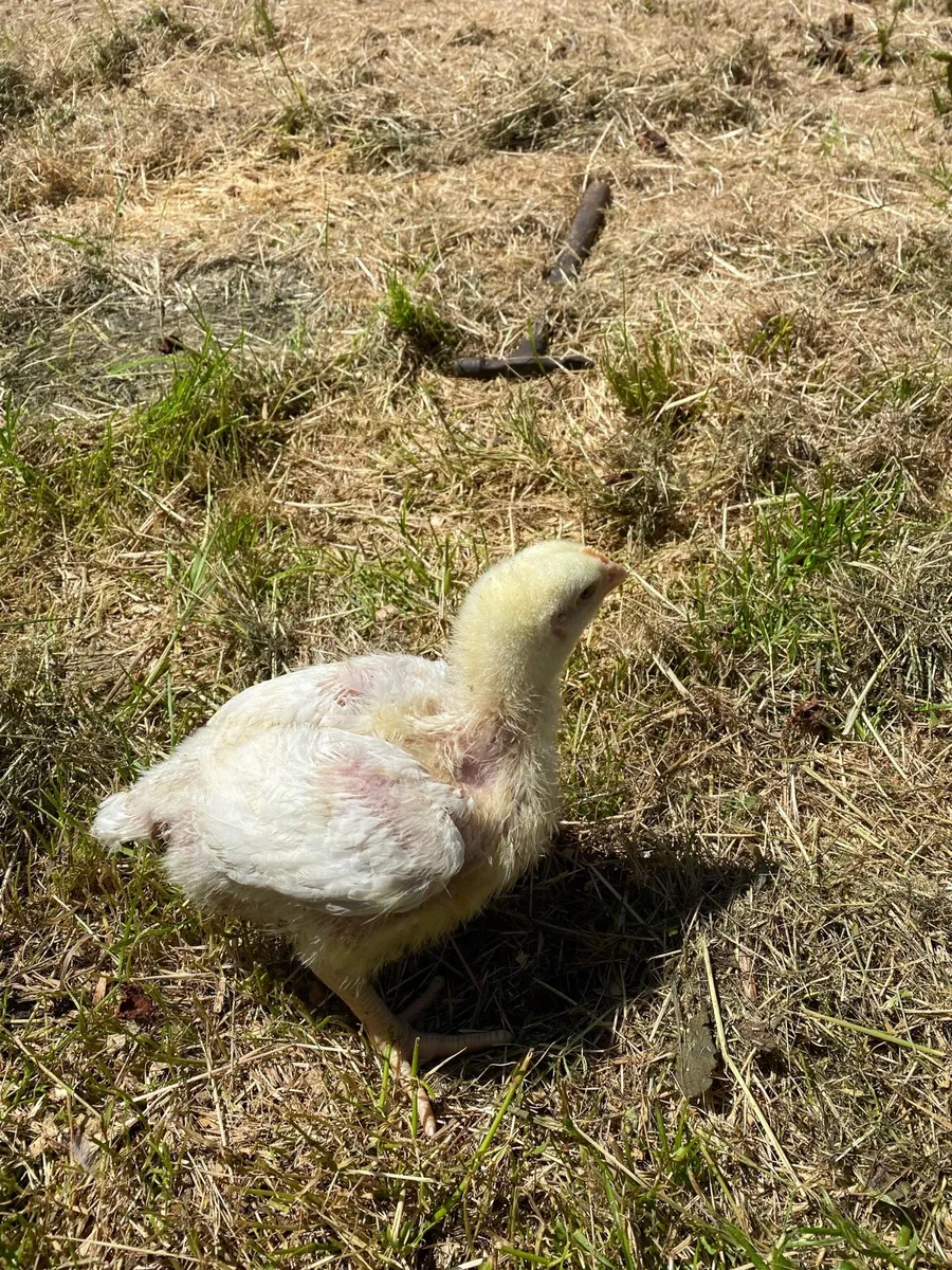 Broilers - Image 4