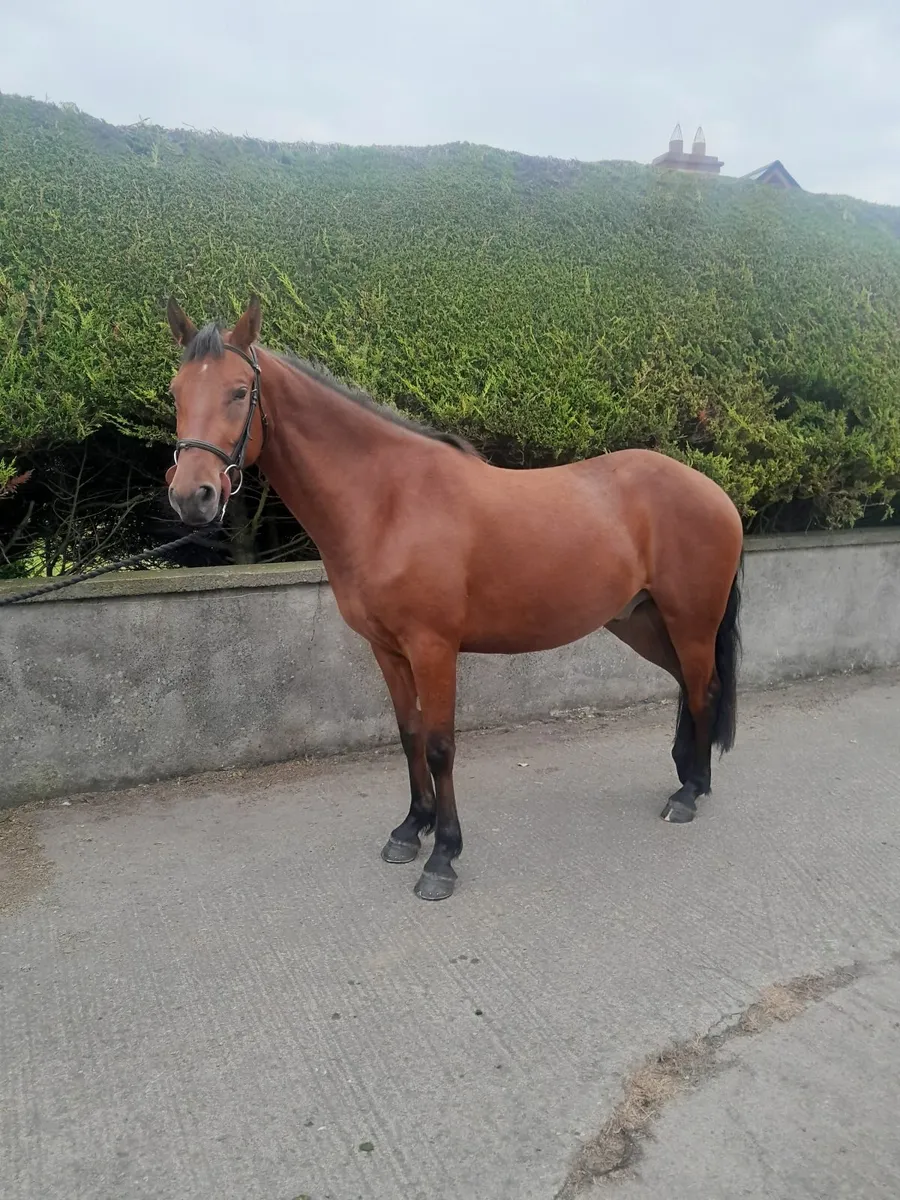 Pony - Image 2