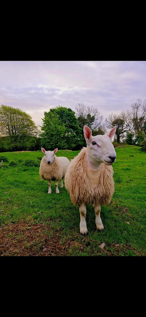 Cheviot shearlings forsale