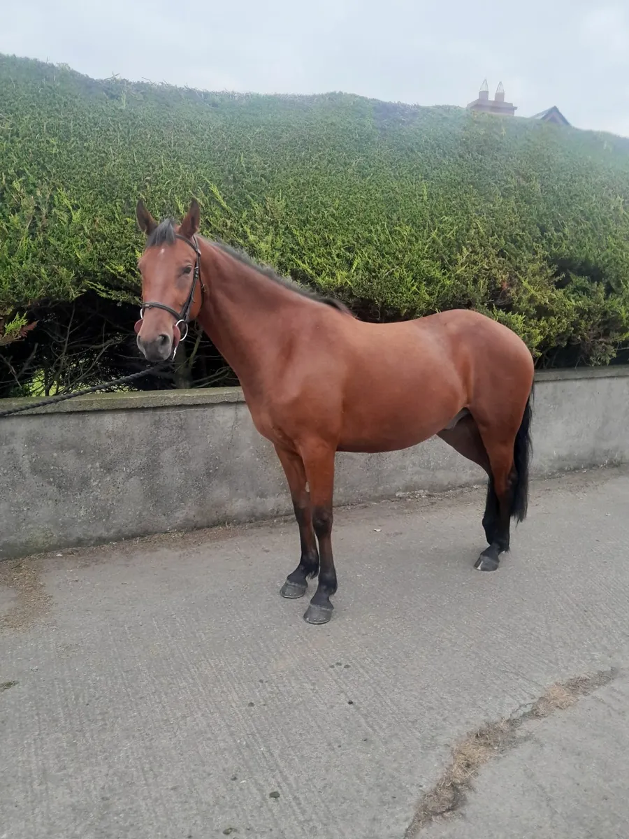 Pony - Image 4