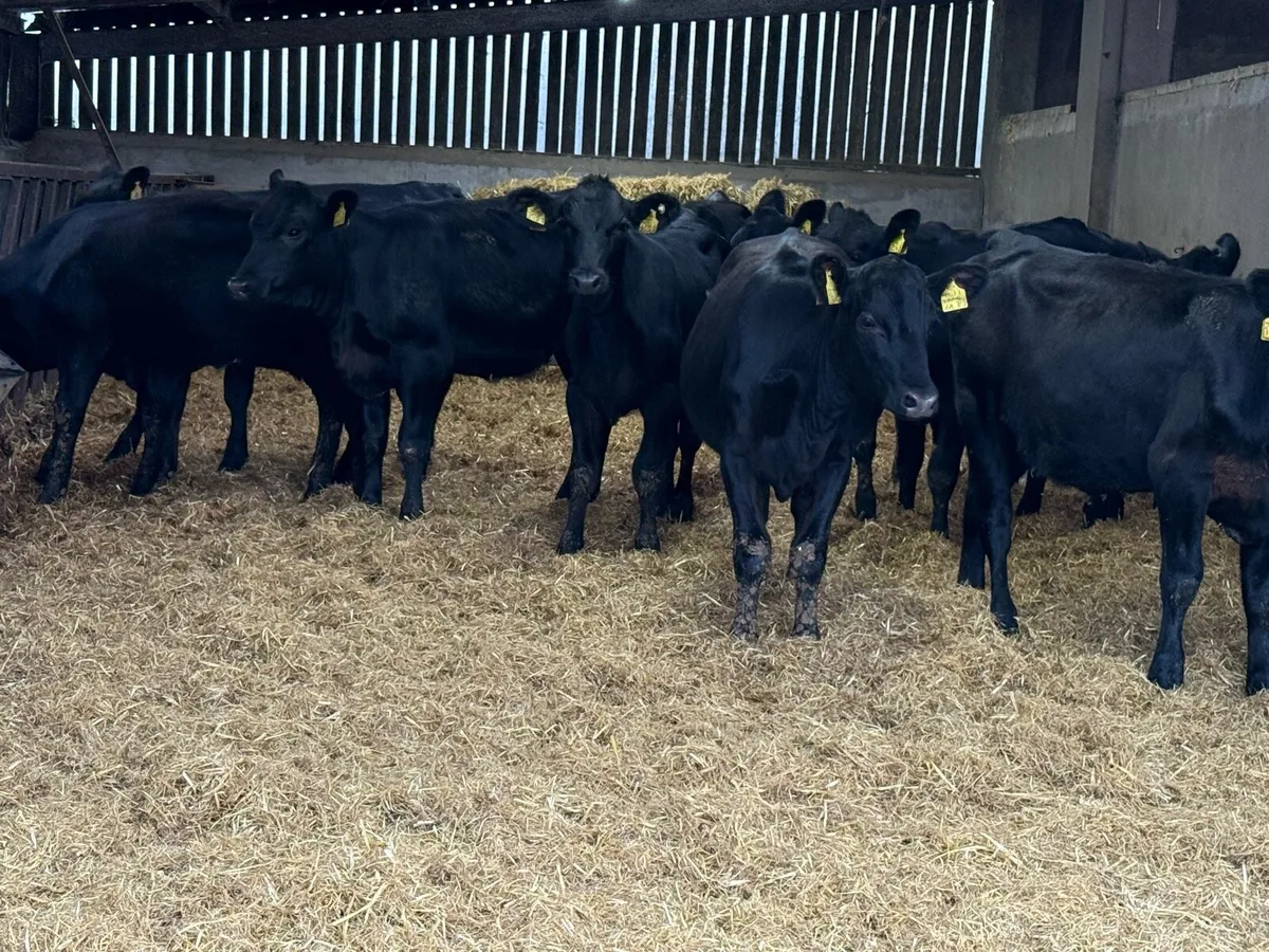 20 Aberdeen Angus Heifer Weanlings - Image 1