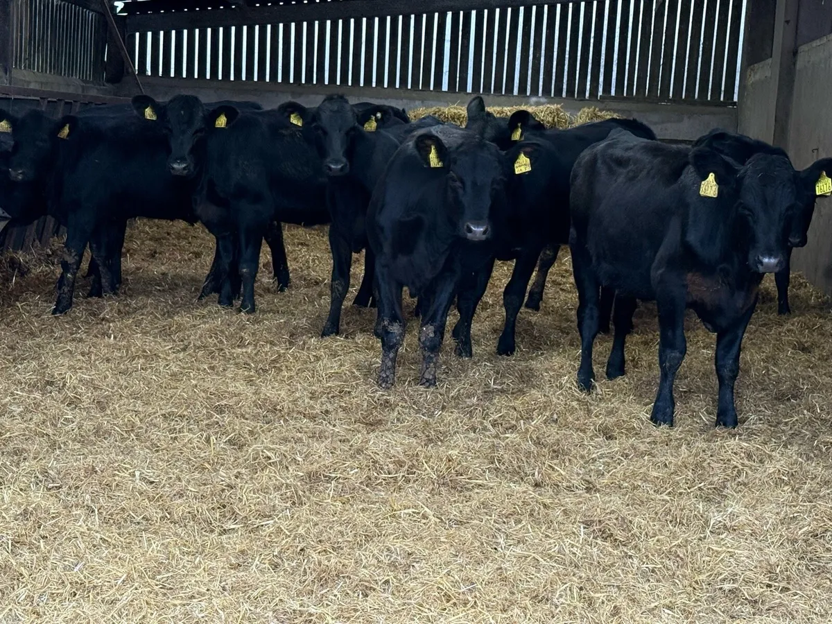 20 Aberdeen Angus Heifer Weanlings - Image 2