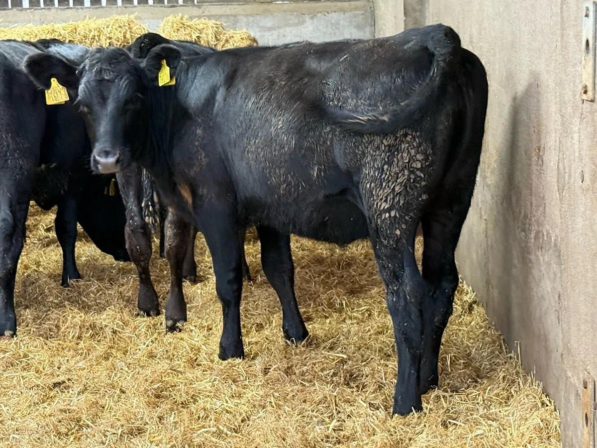 20 Aberdeen Angus Heifer Weanlings - Image 3