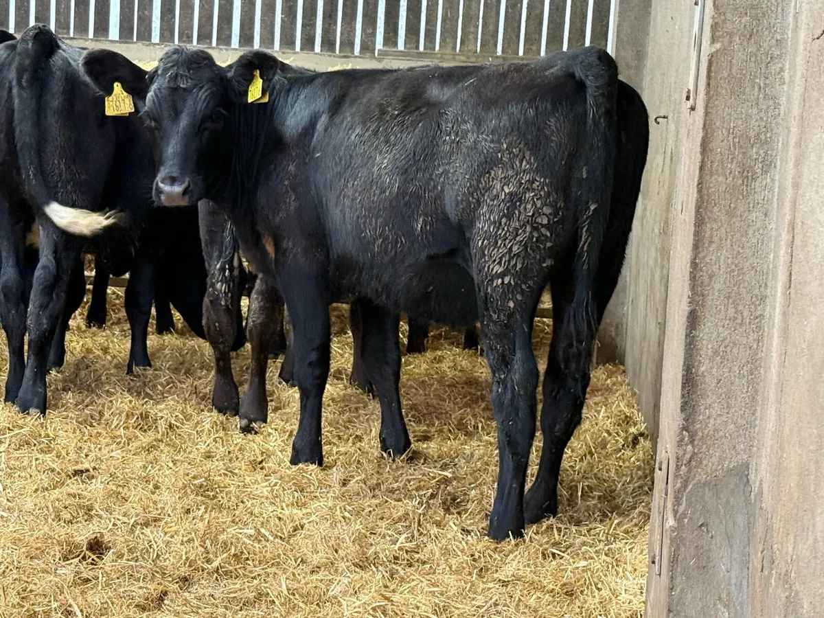 20 Aberdeen Angus Heifer Weanlings - Image 4