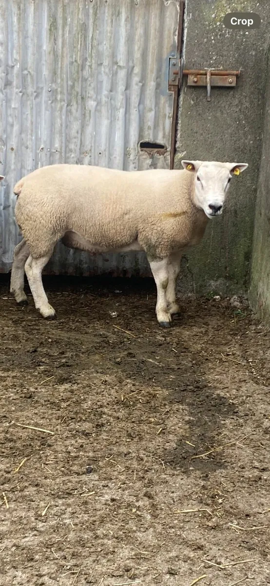PB Texel hogget ram - Image 1