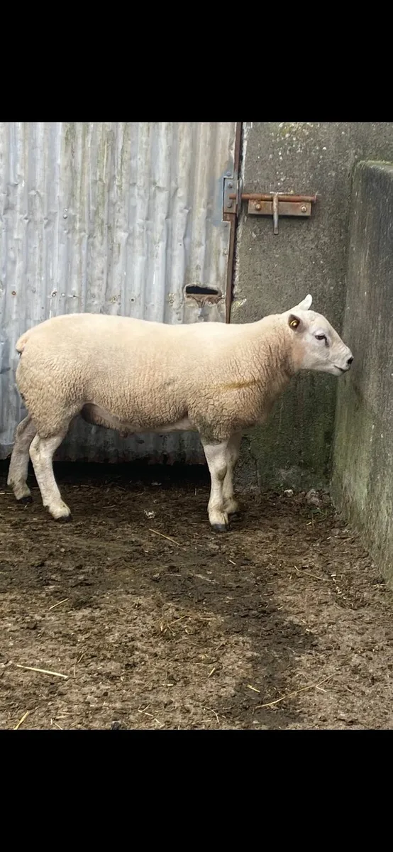 PB Texel hogget ram - Image 2