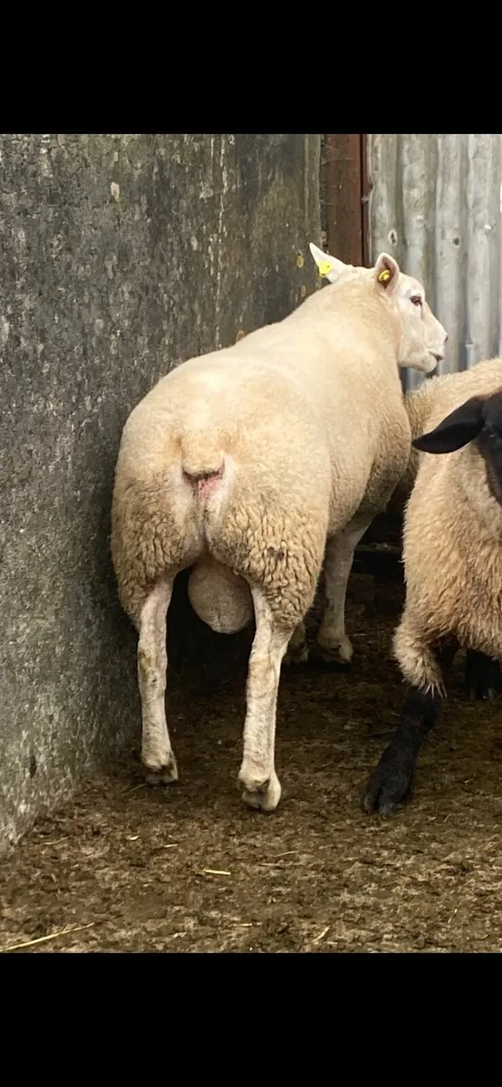 PB Texel hogget ram - Image 3