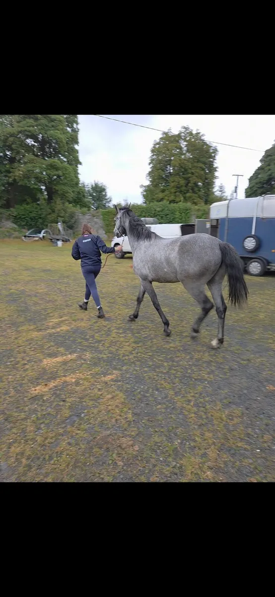 ⭐️Gallant Cavalier X Connemara ⭐️ - Image 1
