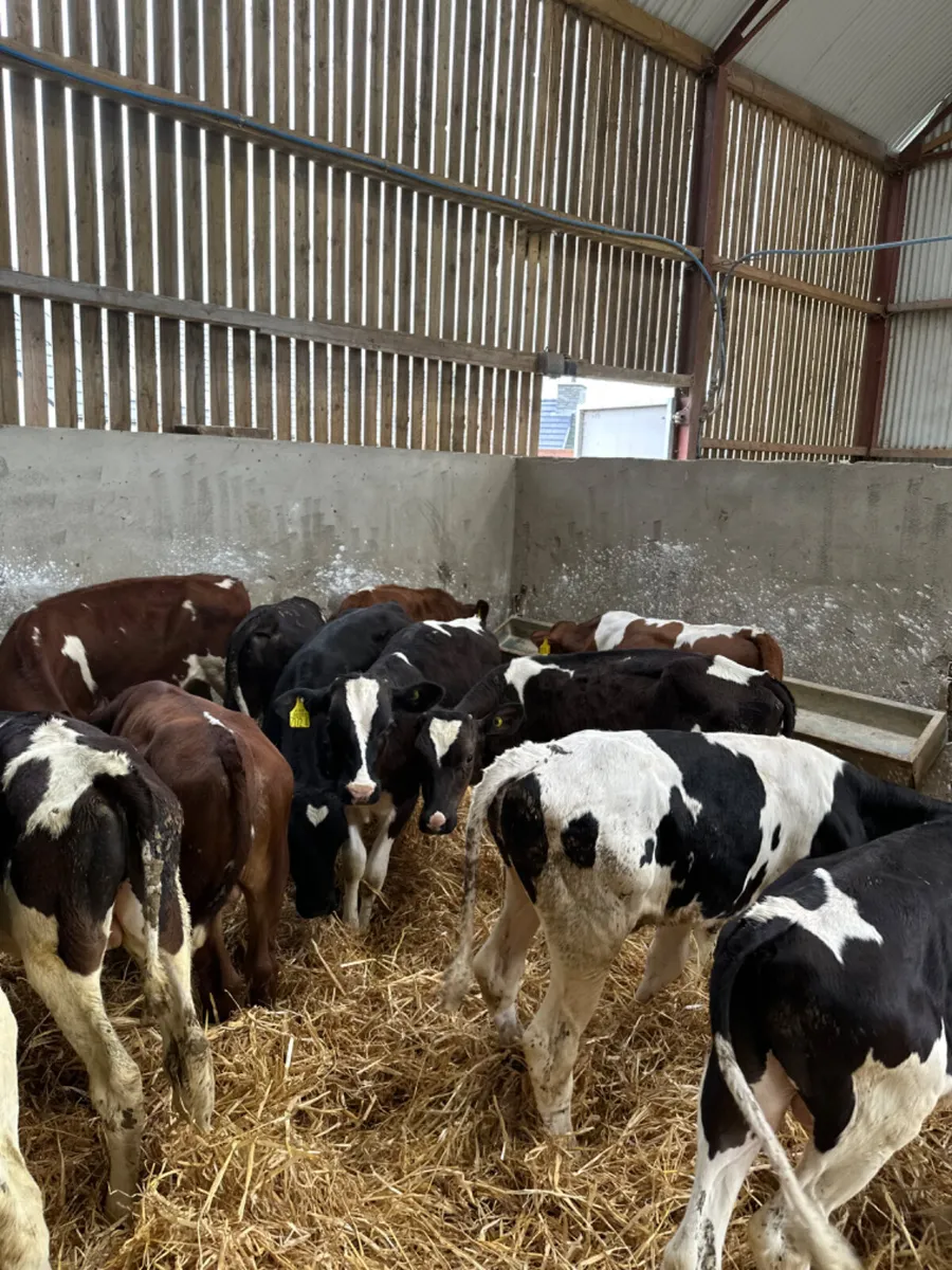Beef shorthorn and Friesian bulls - Image 4