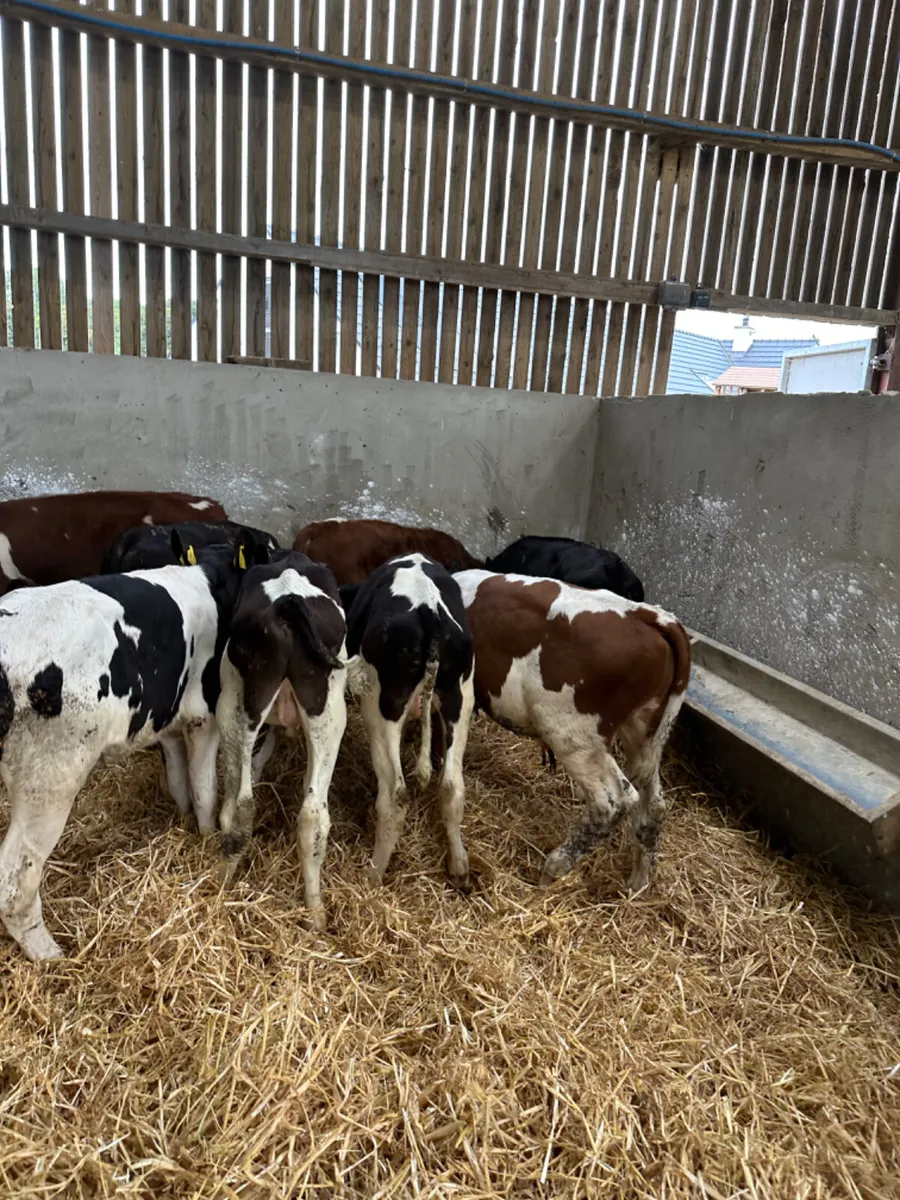 Beef shorthorn and Friesian bulls - Image 2