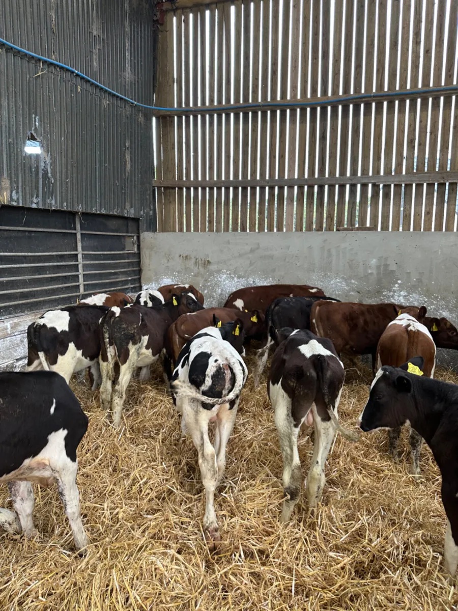 Beef shorthorn and Friesian bulls - Image 1