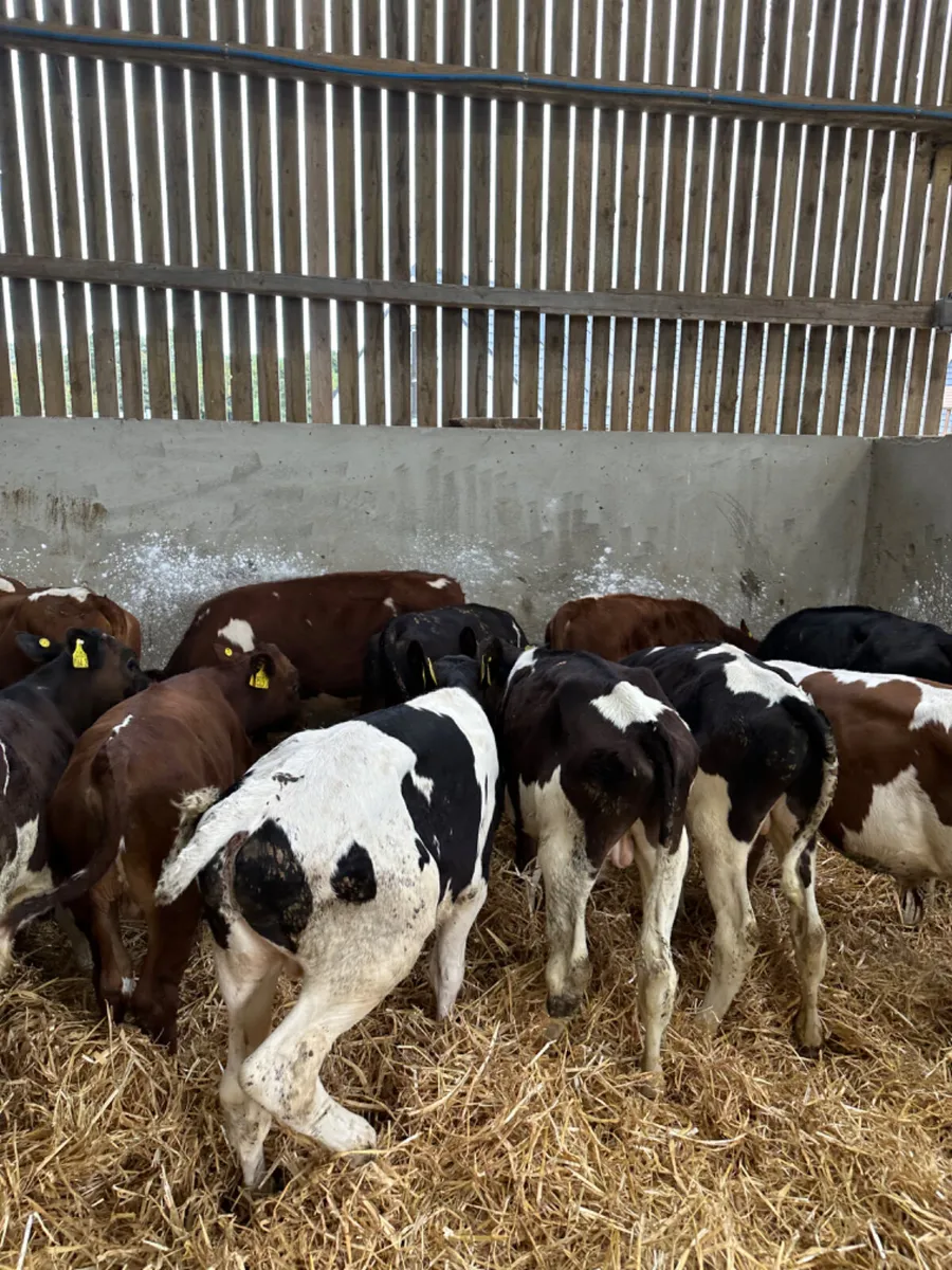 Beef shorthorn and Friesian bulls - Image 3
