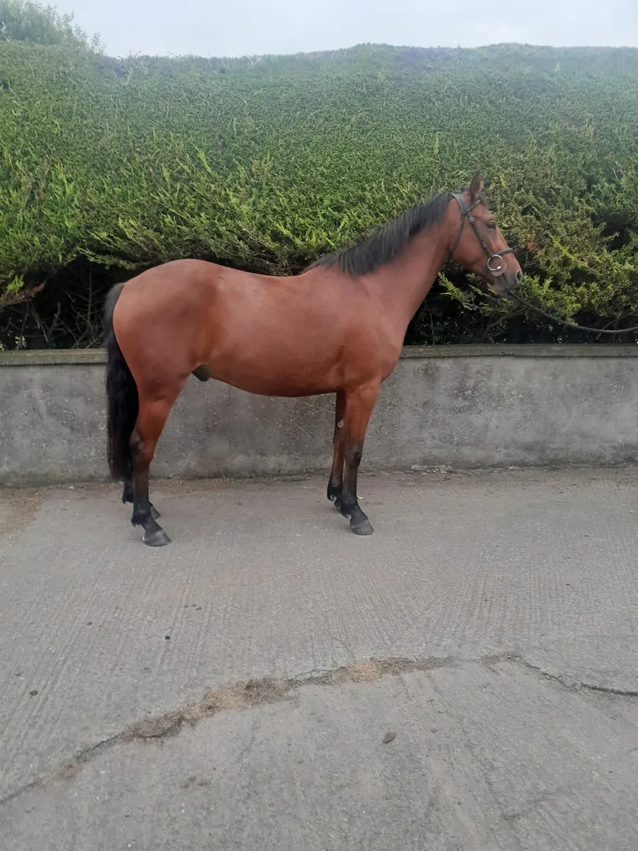 Pony - Image 1