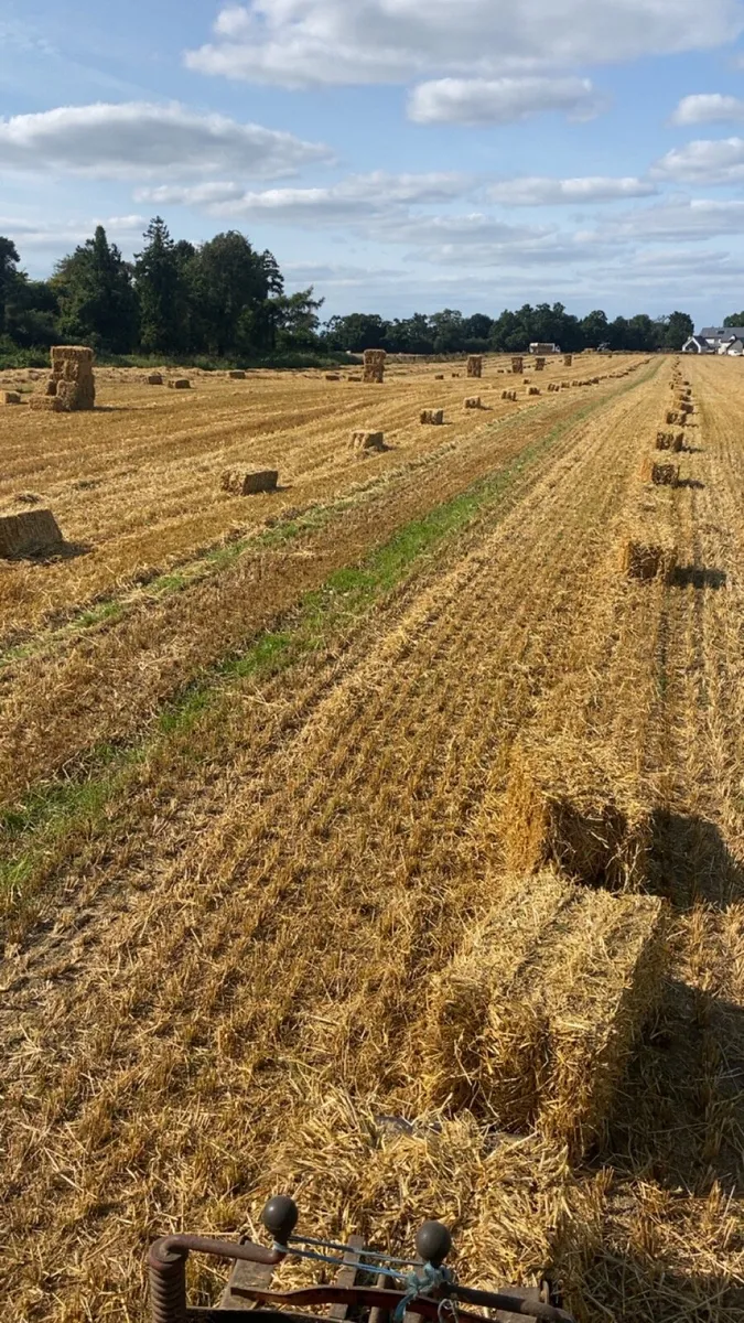 Square bales - Image 2