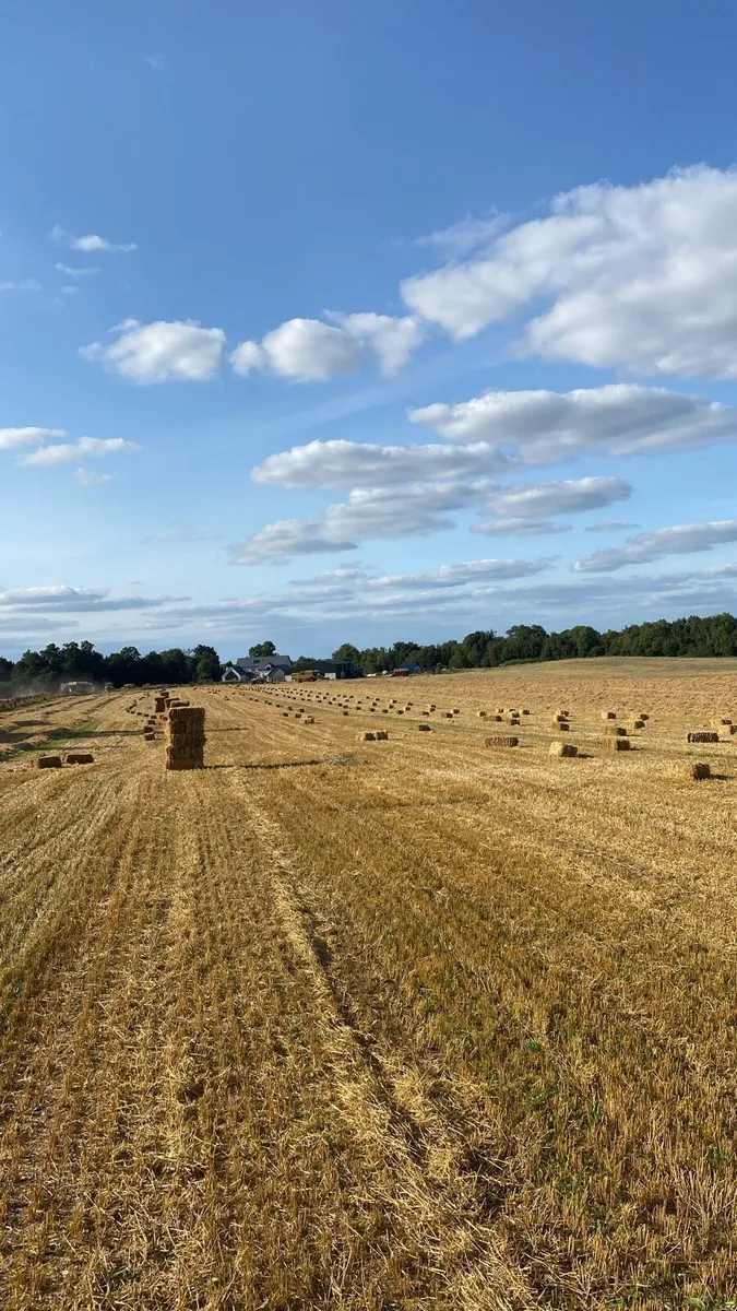 Square bales - Image 3