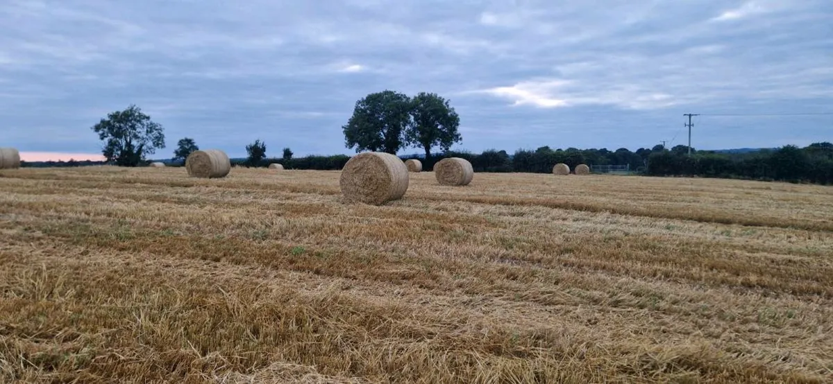 Barley Straw - Image 1