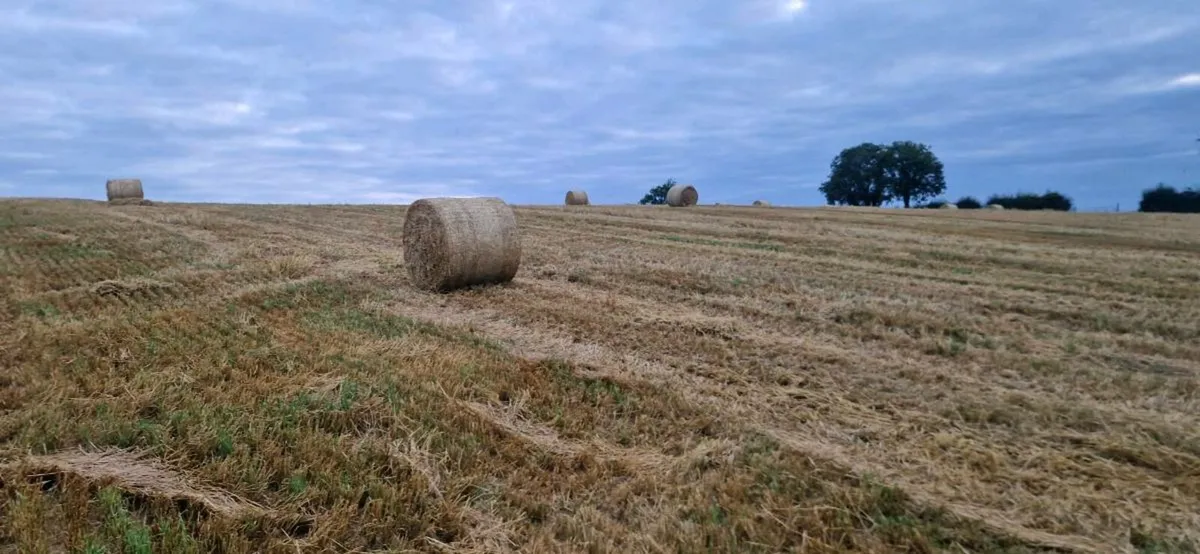 Barley Straw - Image 2