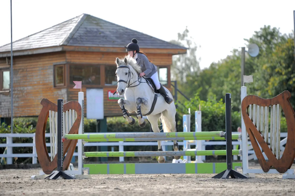 💫ISH Gelding 💫 - Image 1
