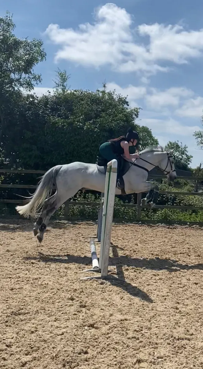 💫ISH Gelding 💫 - Image 2
