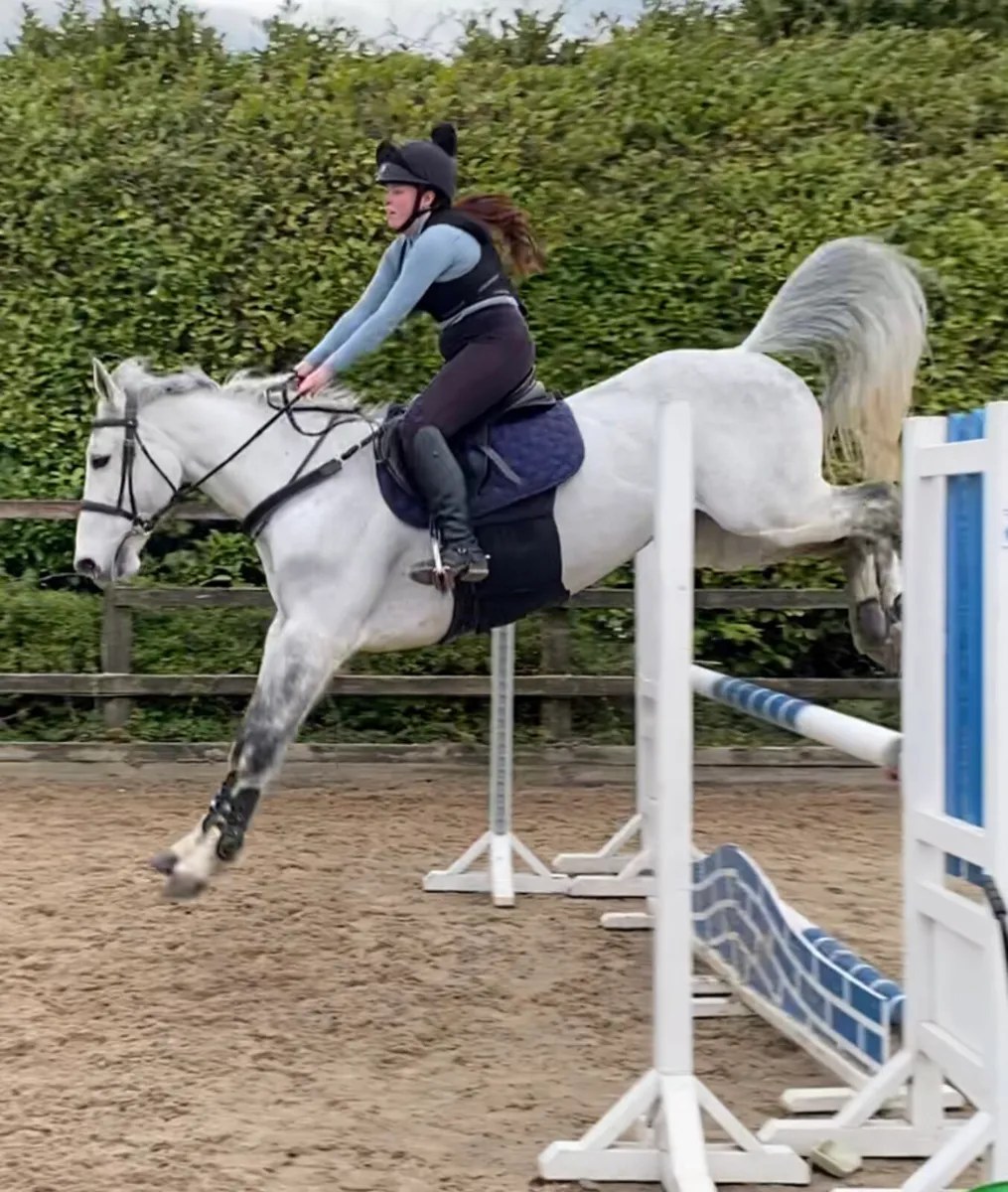💫ISH Gelding 💫 - Image 3