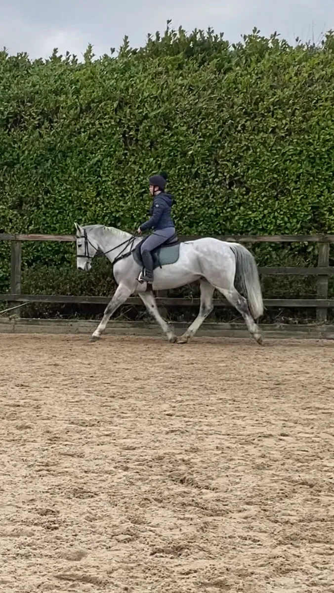 💫ISH Gelding 💫 - Image 4