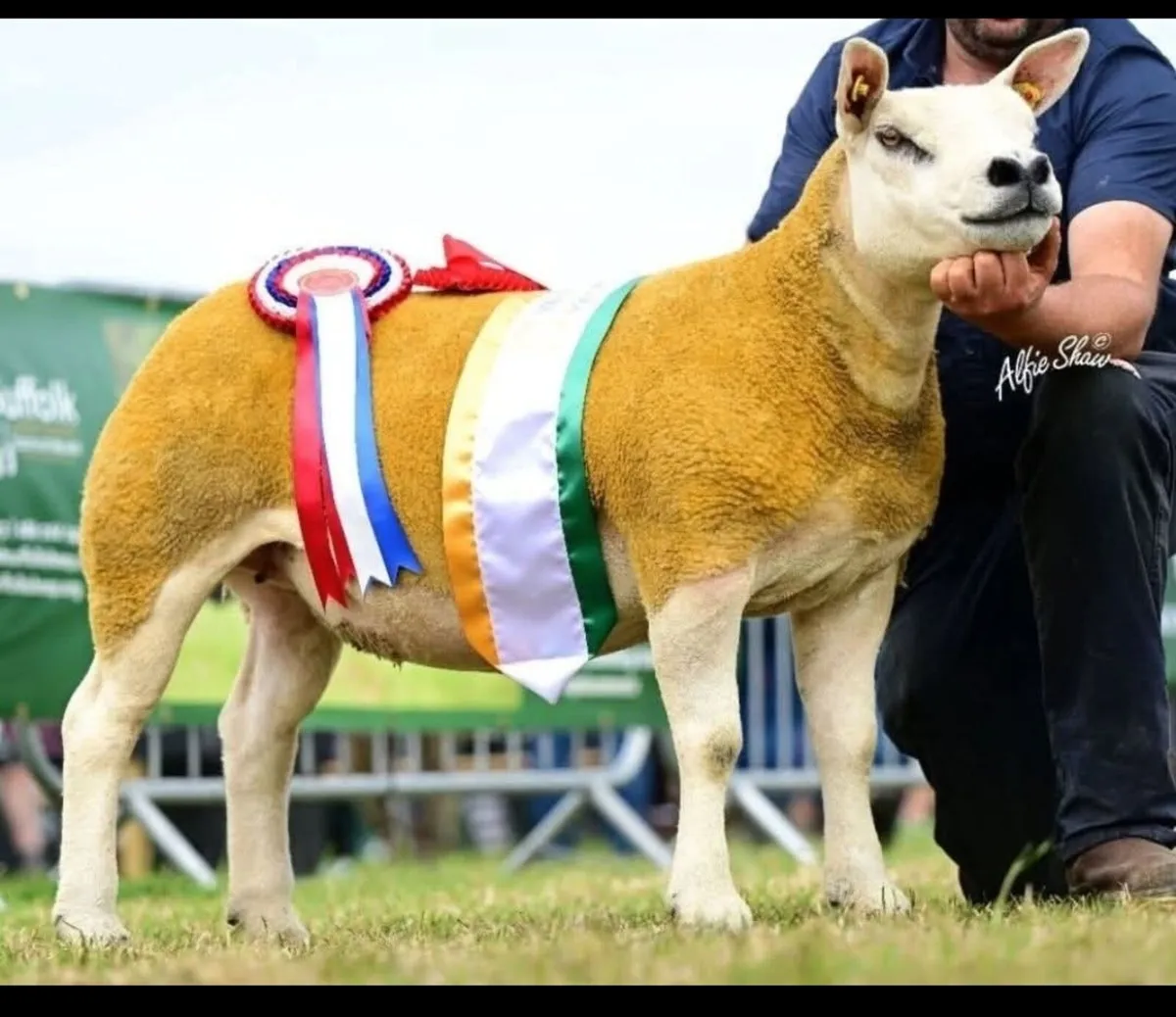 Roscommon Texel sale tomorrow evening 6.30 - Image 1