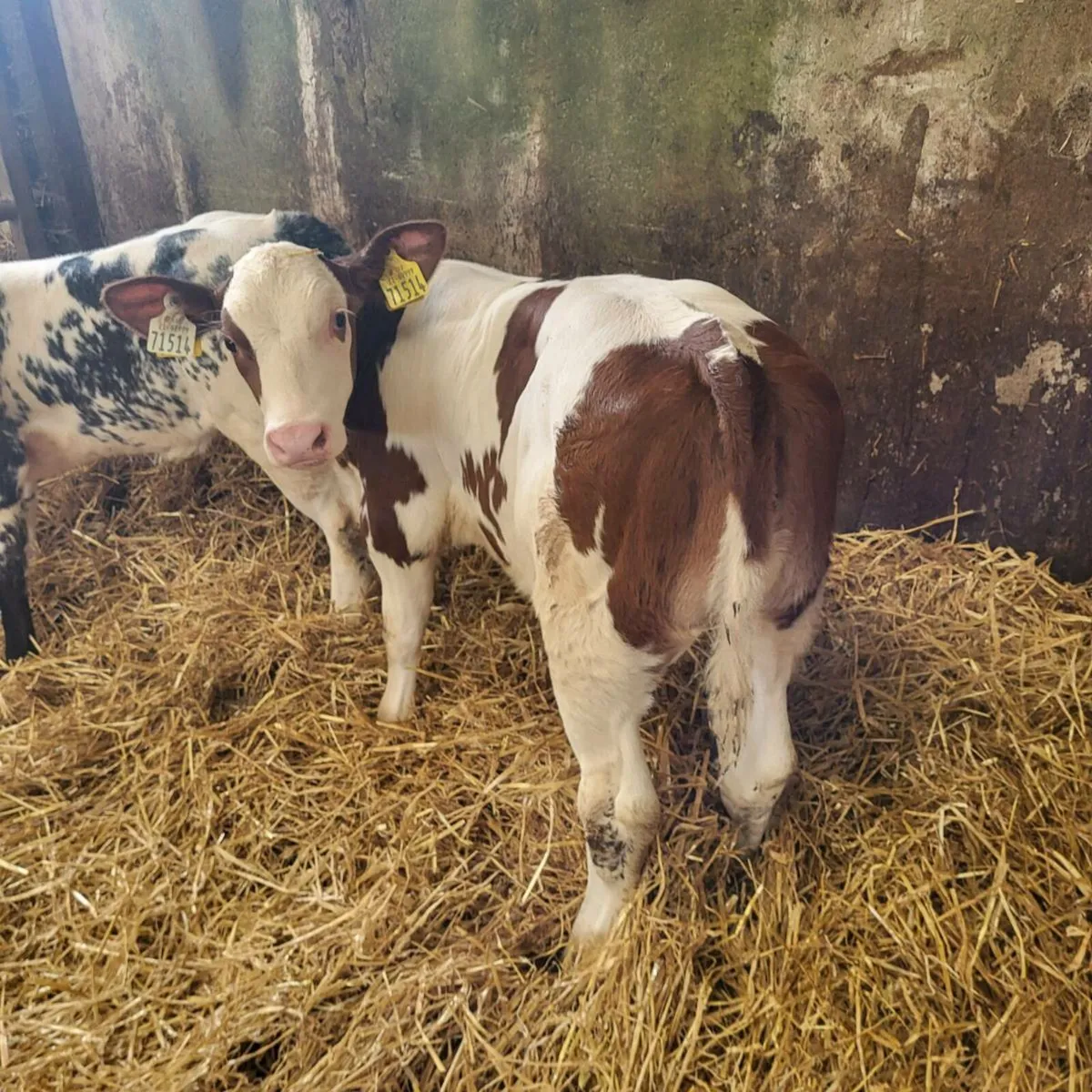 Heifer Calf BB9994 CorribTyson - Image 1
