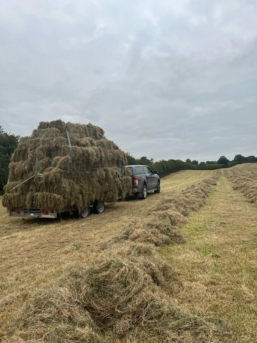 Small square bales of hay - Image 1