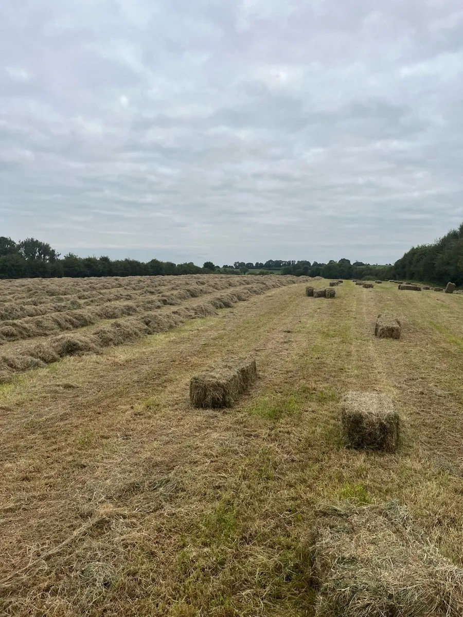 Small square bales of hay - Image 2