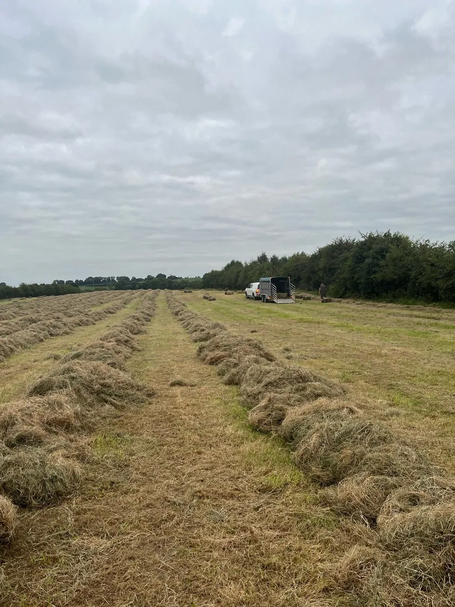 Small square bales of hay - Image 3