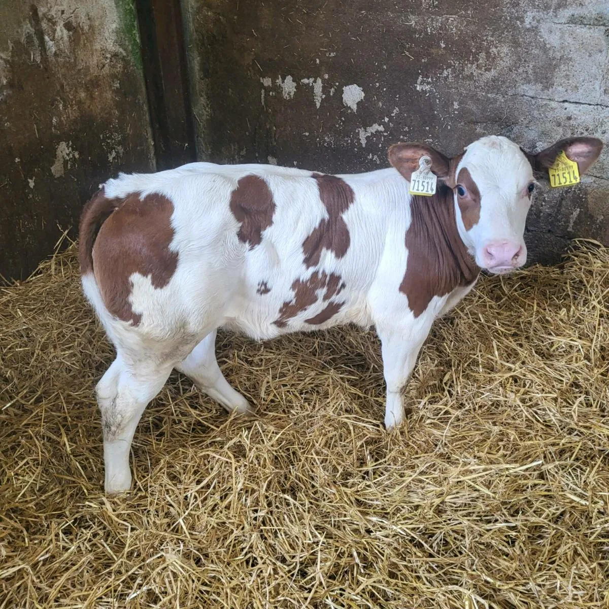 Heifer Calf BB9994 CorribTyson - Image 2