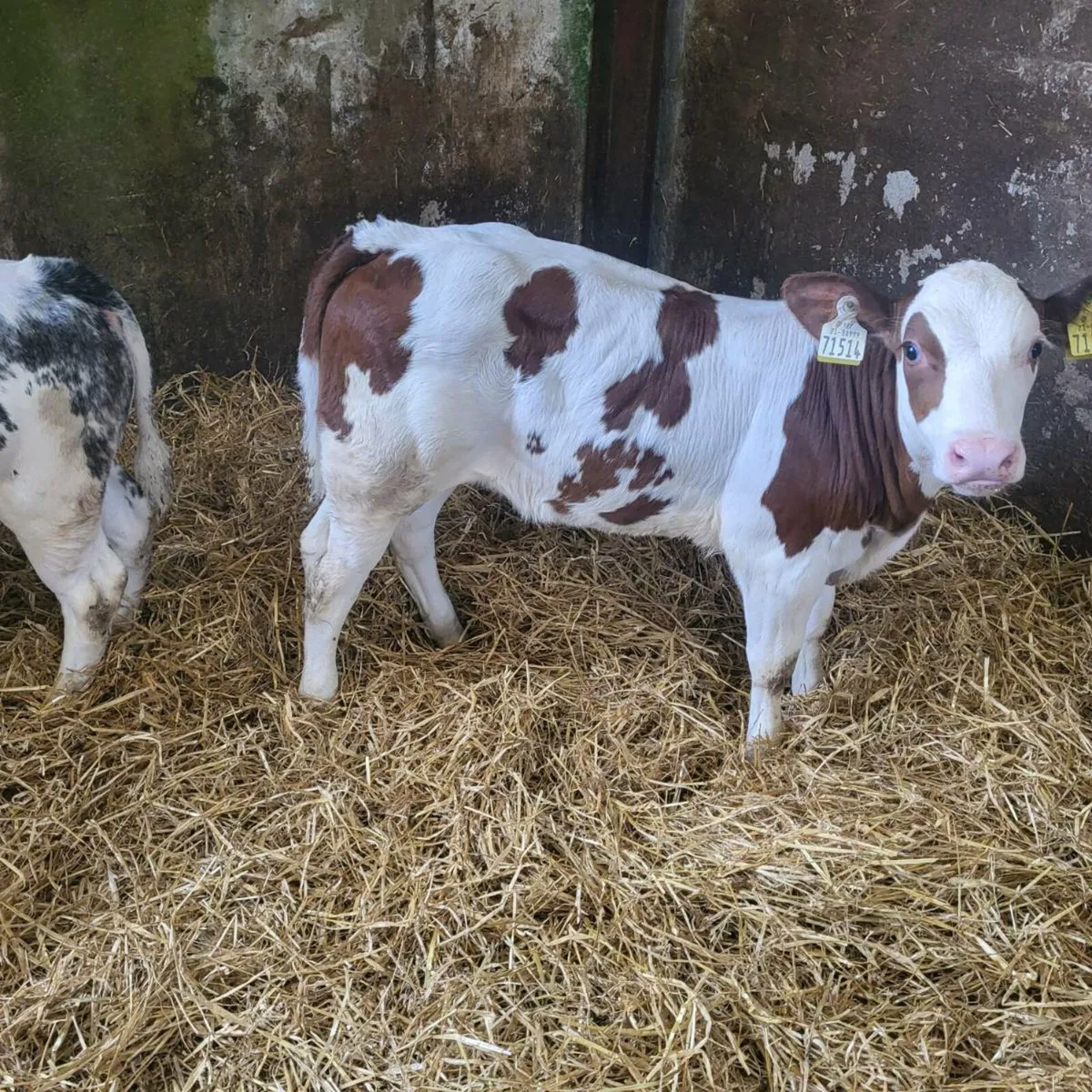 Heifer Calf BB9994 CorribTyson - Image 3