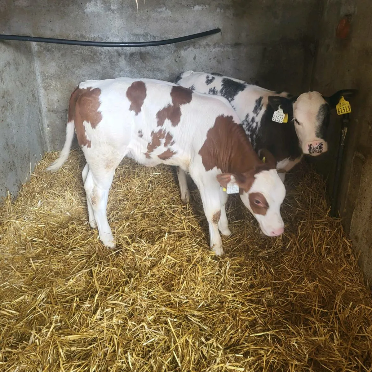 Heifer Calf BB9994 CorribTyson - Image 4