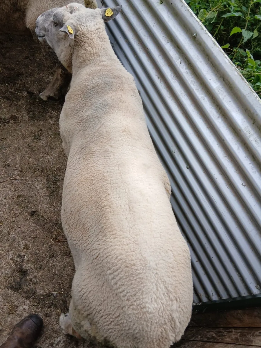 Ram - Image 2