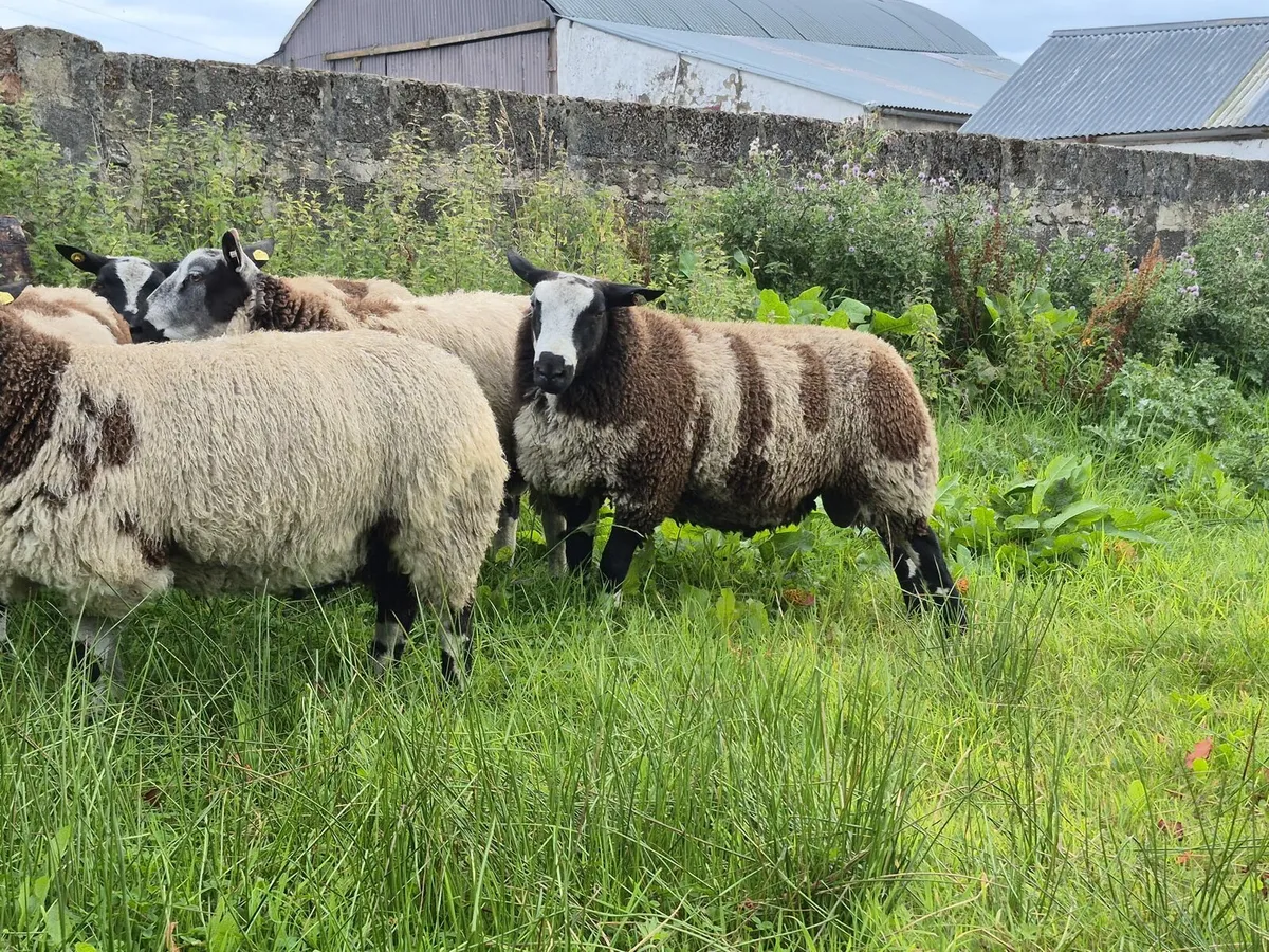 Dutch spotted ram lambs - Image 2