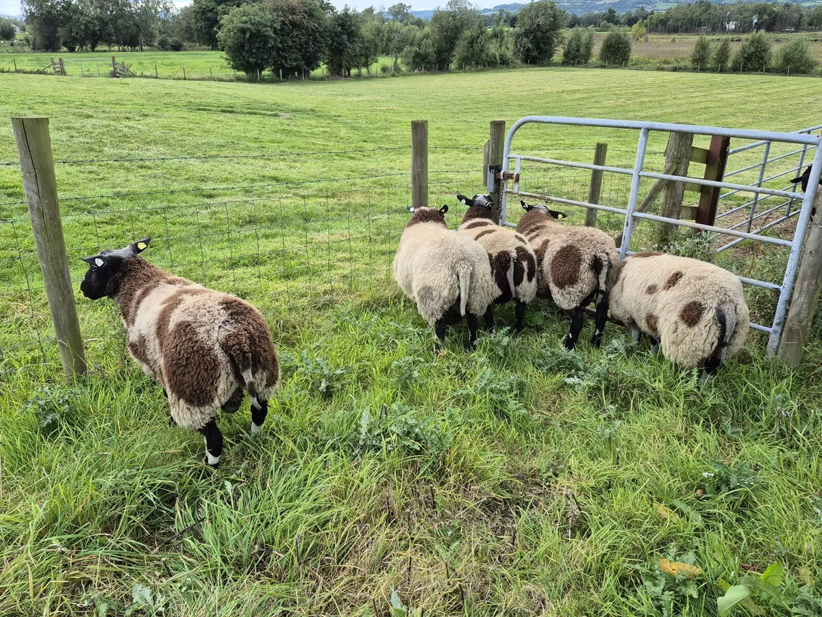 Dutch spotted ram lambs - Image 3