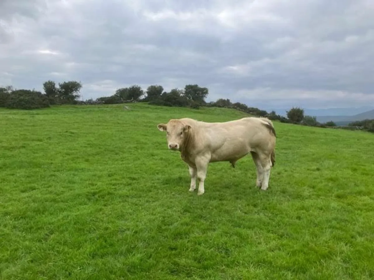 PBR 5 star Blonde bull - Image 1