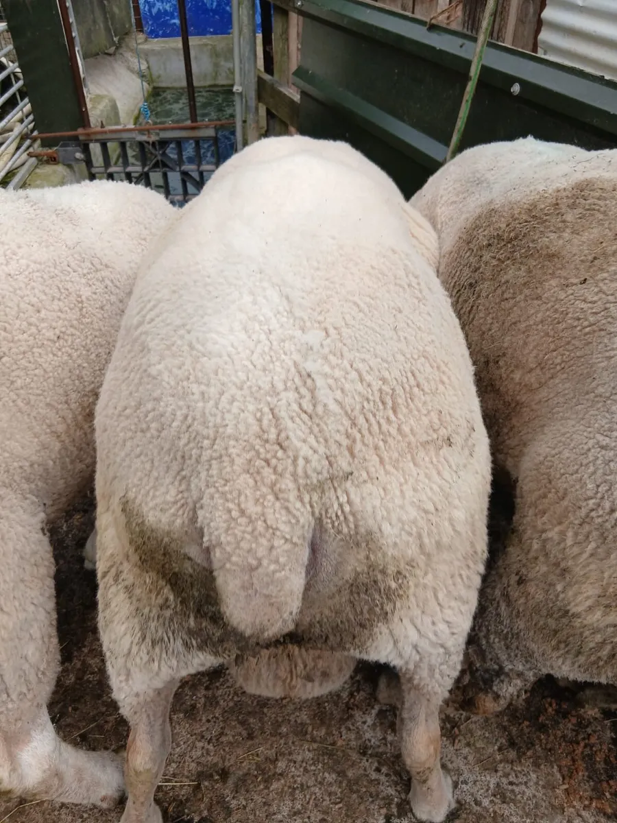 Ram - Image 4