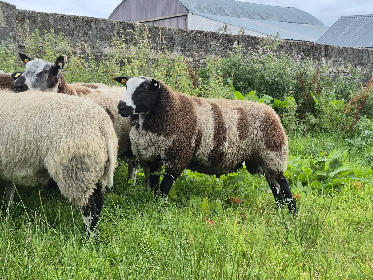 Dutch spotted ram lambs - Image 1