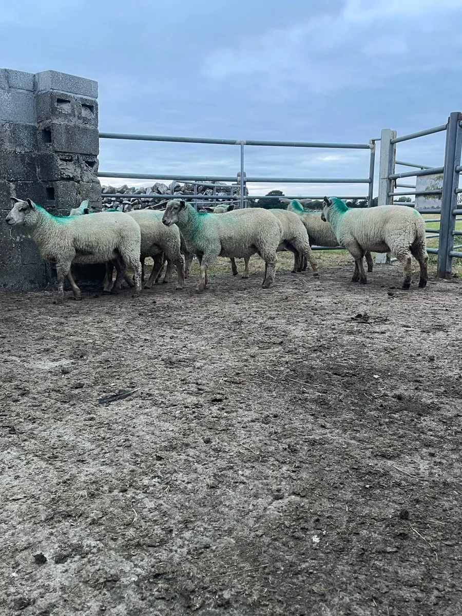 Charlollais cross ewe lambs - Image 1