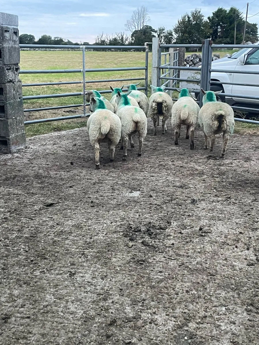 Charlollais cross ewe lambs - Image 2
