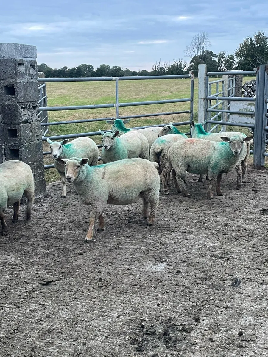Charlollais cross ewe lambs - Image 3