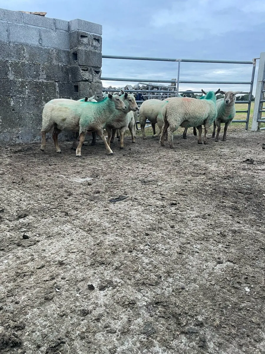 Charlollais cross ewe lambs - Image 4