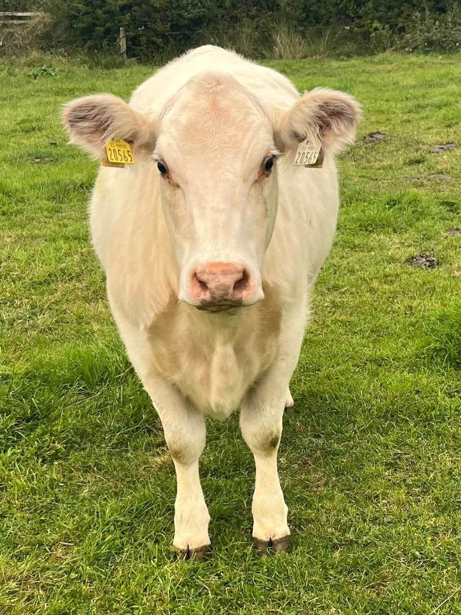 Full Symbol Organic Pedigree Heifer - Image 1
